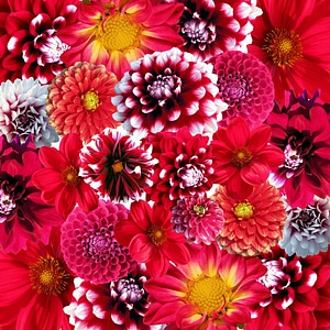 Beautiful bright background from garden of flowers, top view. Bac