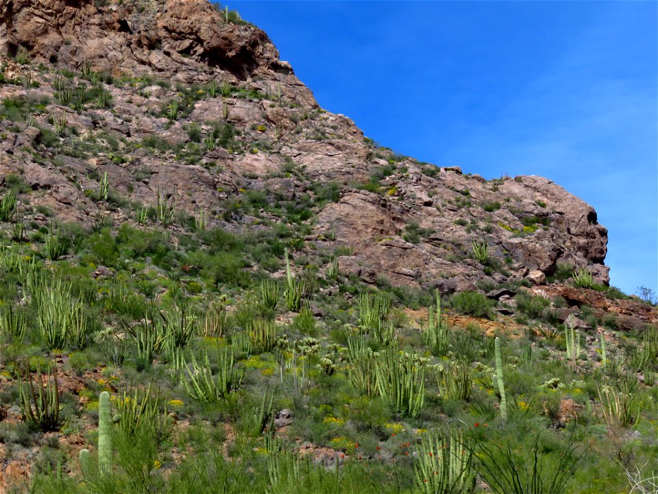 Organ Pipe Cactus NM in AZ photo