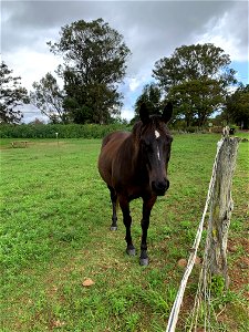 Horse in Field photo