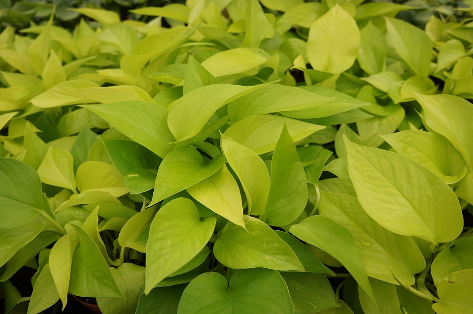 Isolated green plant pothos