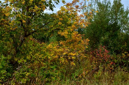 autumn forest by the river photo