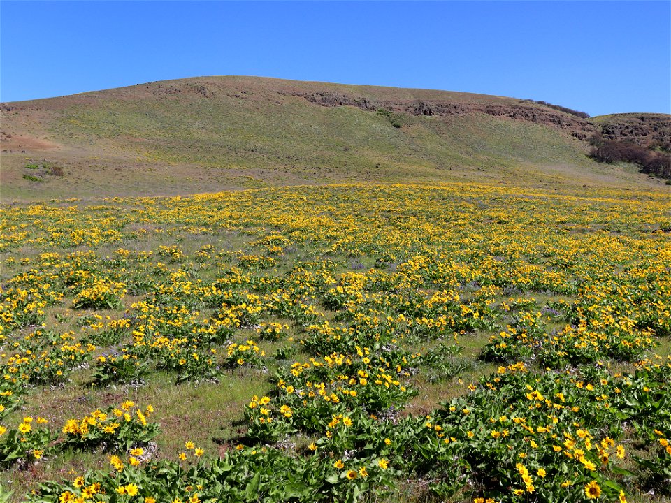 Dalles Mountain Ranch in WA