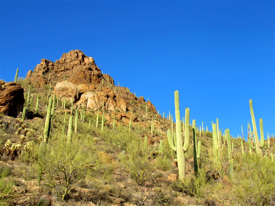 Saguaro NP in AZ photo