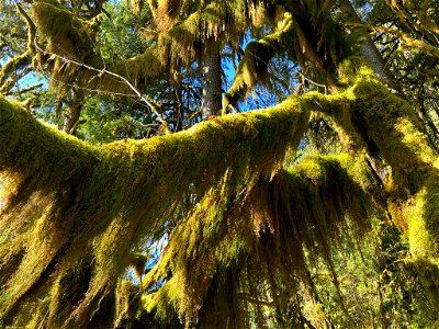 Hoh Rain Forest at Olympic NP in WA