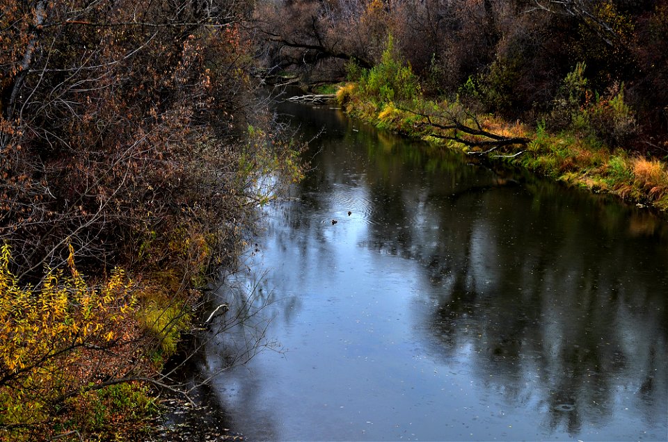 ducks swim on the river photo