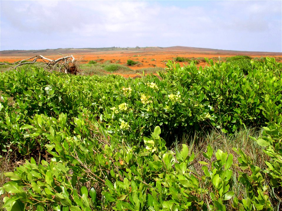 A'ali'i and akiaki on Kaho'olawe
