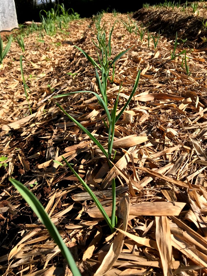 Mulch around garlic crop