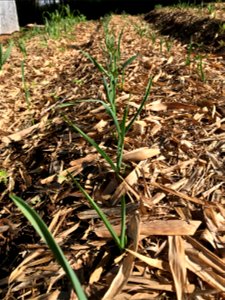 Mulch around garlic crop photo