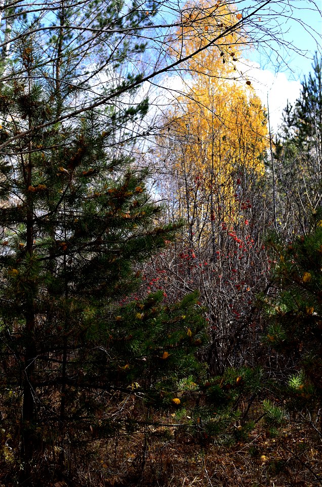 autumn pine forest photo