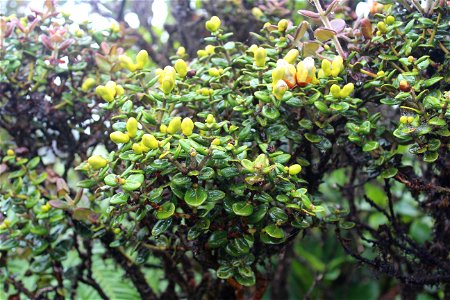 Native Plant