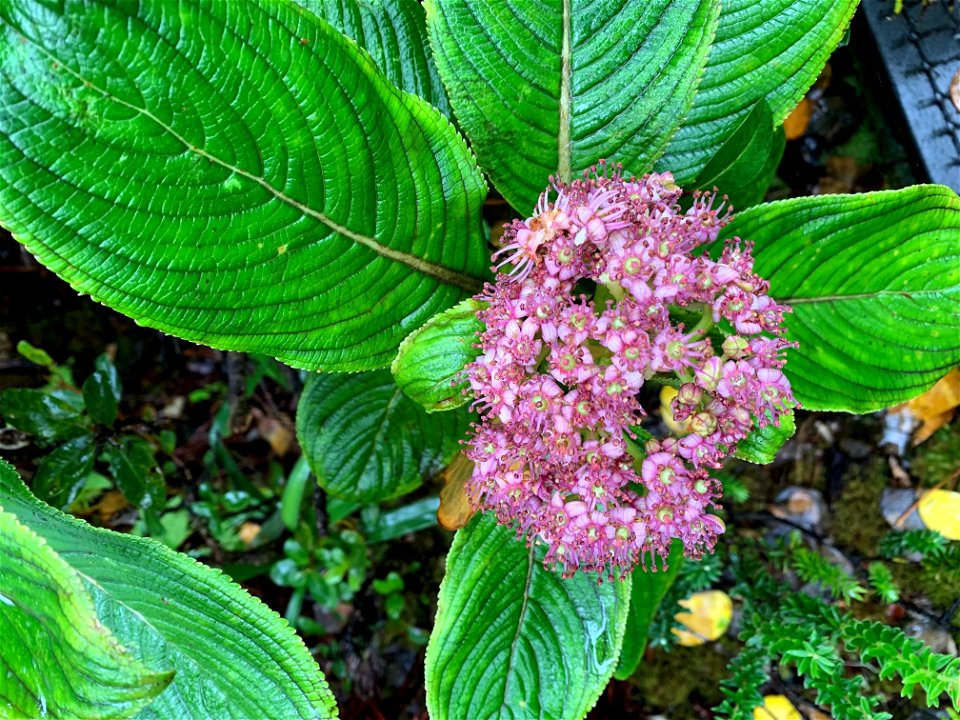 Flora at Mt. Ka'ala