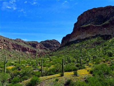 Organ Pipe Cactus NM in AZ