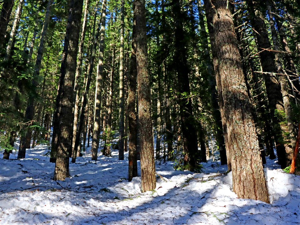 Mt. Hood National Forest in OR