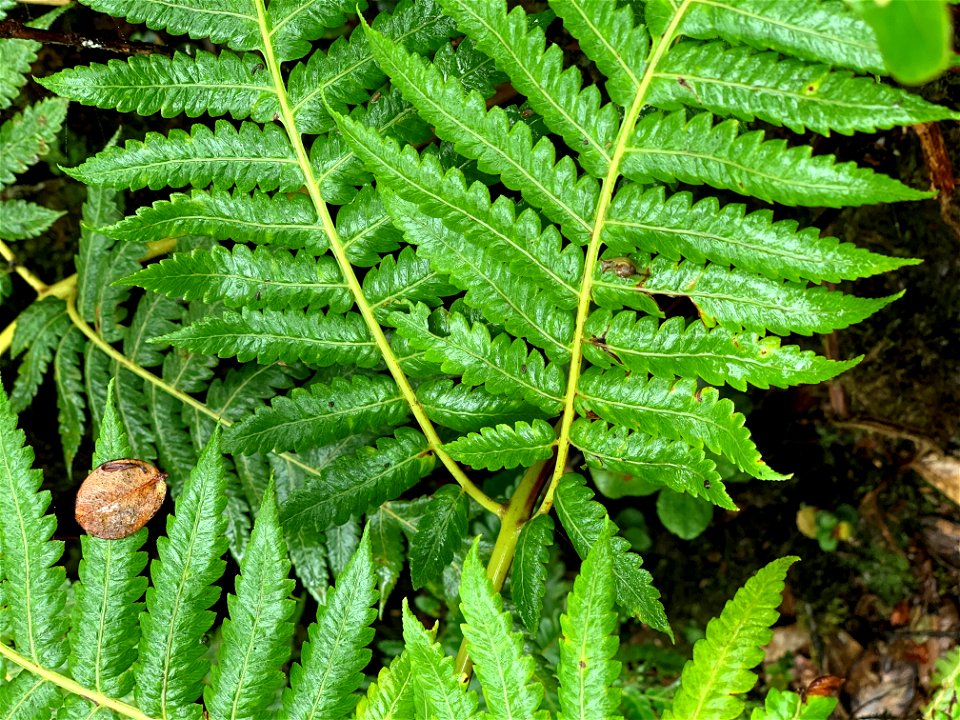 Hawaiian Snail at Mt. Ka'ala