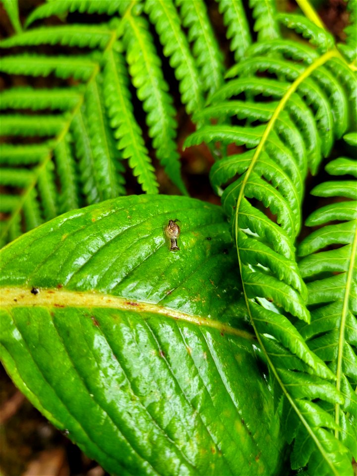 Hawaiian snail at Mt. Ka'ala