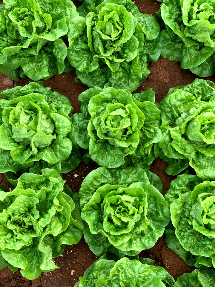 Lettuce Closeup at Kaneshiro Farm