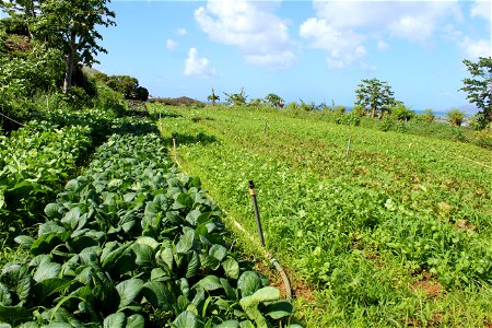 Field of crops at Otsuji Farm