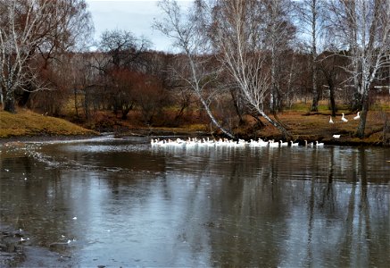 geese swim in the pond photo
