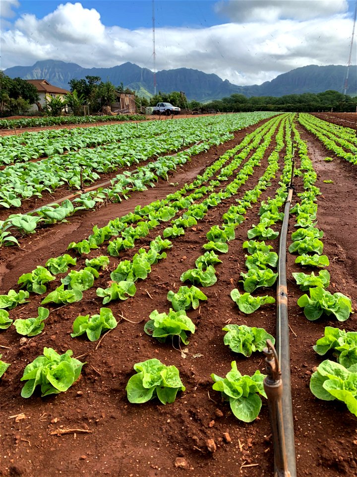 Lettuce at Kaneshiro Farm