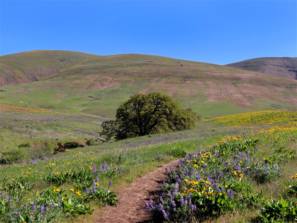 Dalles Mountain Ranch in WA