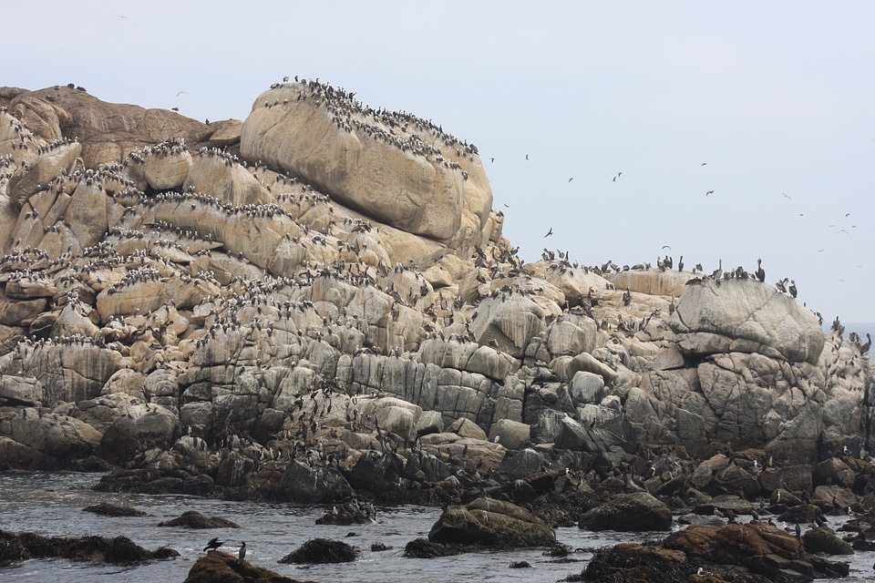 sea lions rookery and birds on the beach in Valparaiso