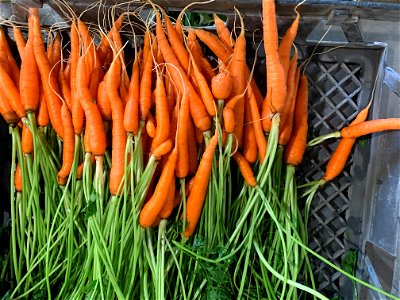 Carrots at Ma'o Organic Farms