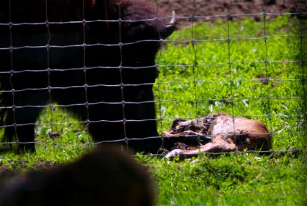 Newborn Bison