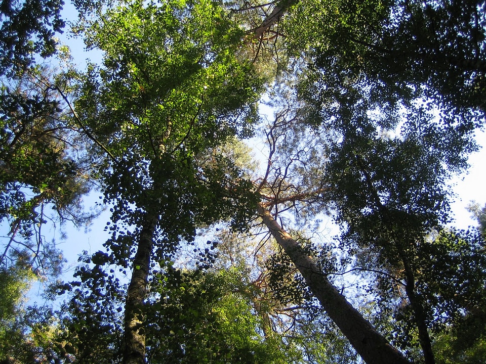Nature trail forest nature