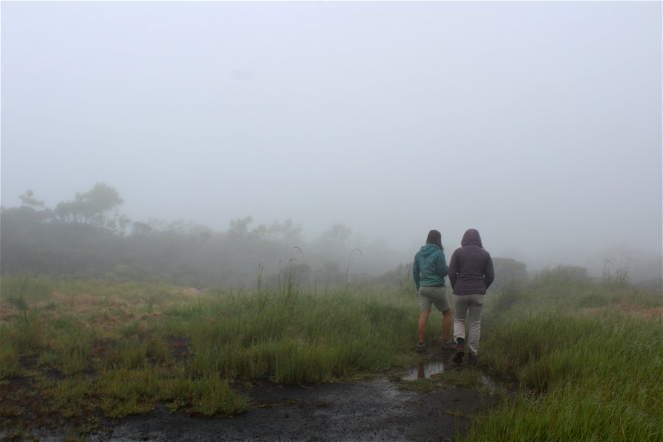 Walking trail at Mt. Ka'ala