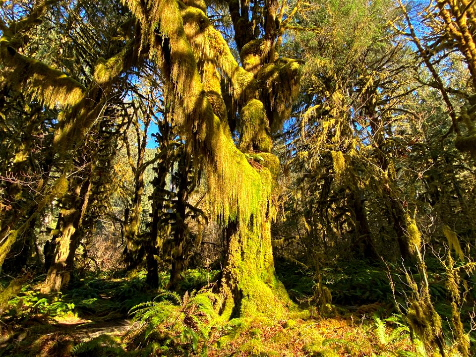 Hoh Rain Forest at Olympic NP in WA