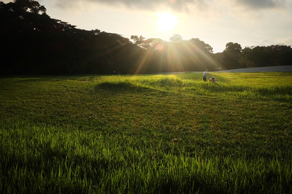 Field of wheat in the rays of the rising sun