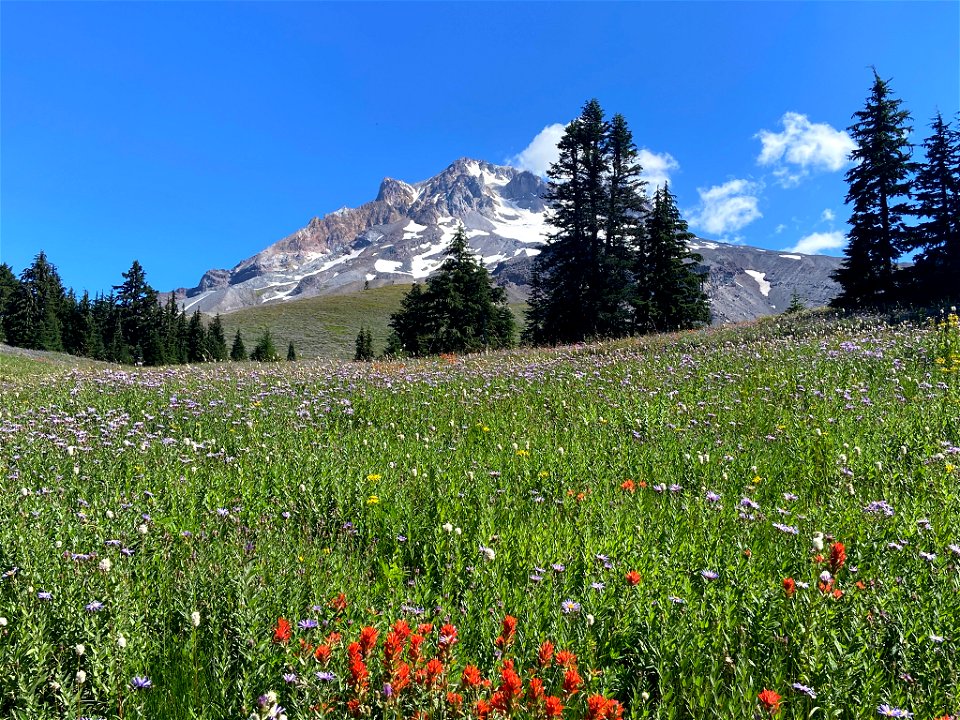 Paradise Park at Mt. Hood in OR