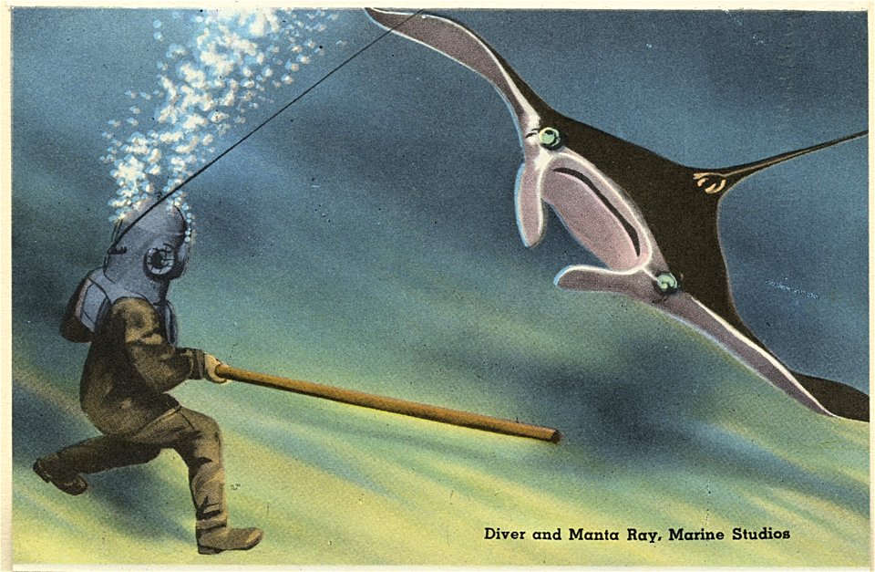 Manta Ray, Marine Studios Marineland, Florida