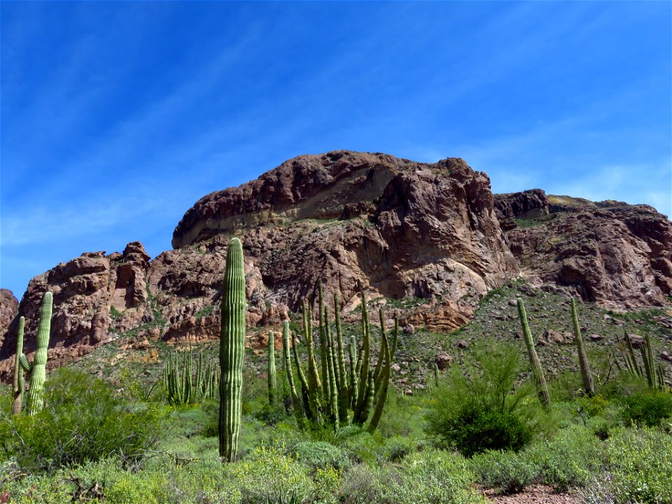 Organ Pipe Cactus NM in AZ photo