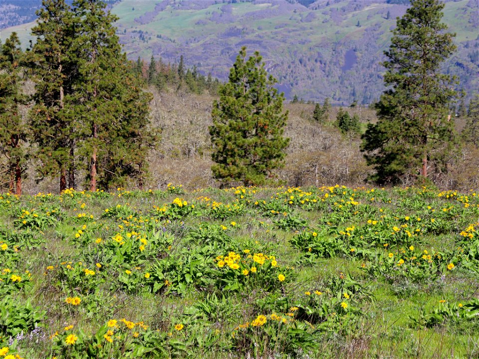 Memaloose Hills in OR