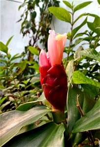 Flor