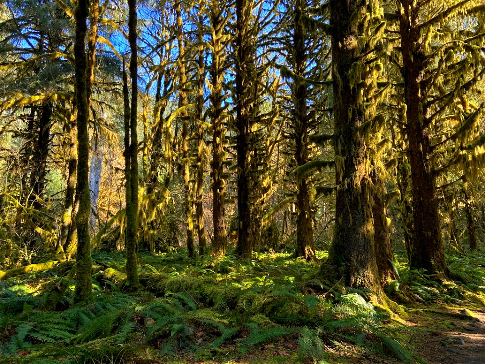 Hoh Rain Forest at Olympic NP in WA