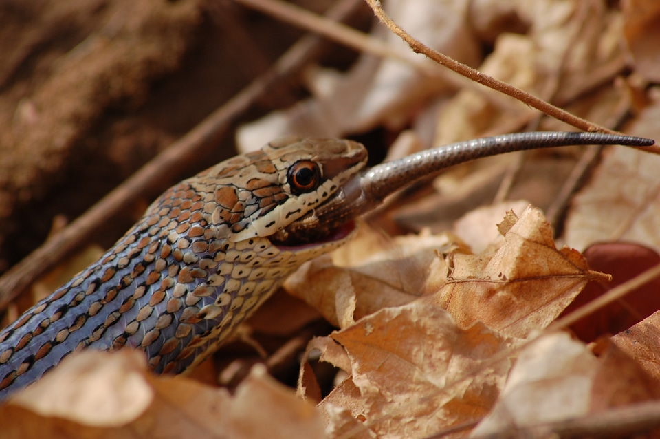 Animal wildlife wild