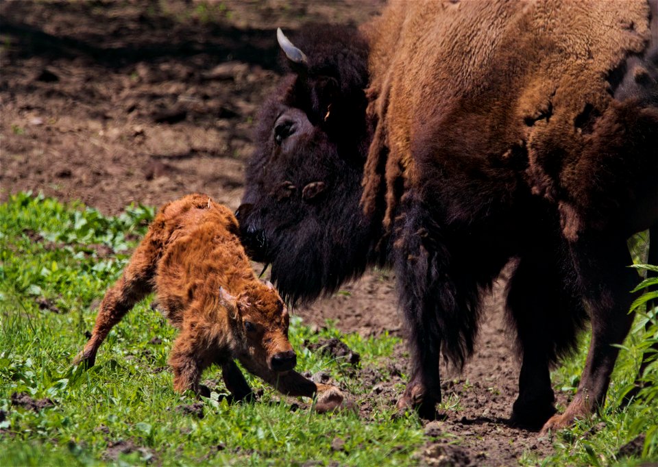 Newborn Bison
