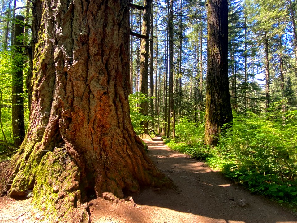 Trail of Ten Falls in OR