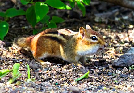 Chipmunk Feast