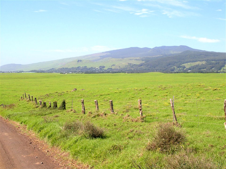 Livestock farm in Kohala