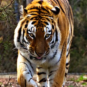 Cleveland Zoo Tiger