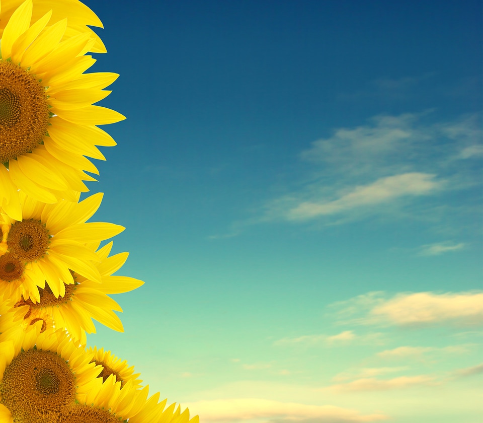 yellow sunflowers on blue background