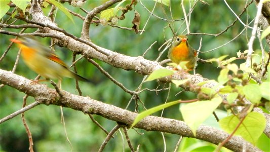 Red-billed Leiothrix Bird