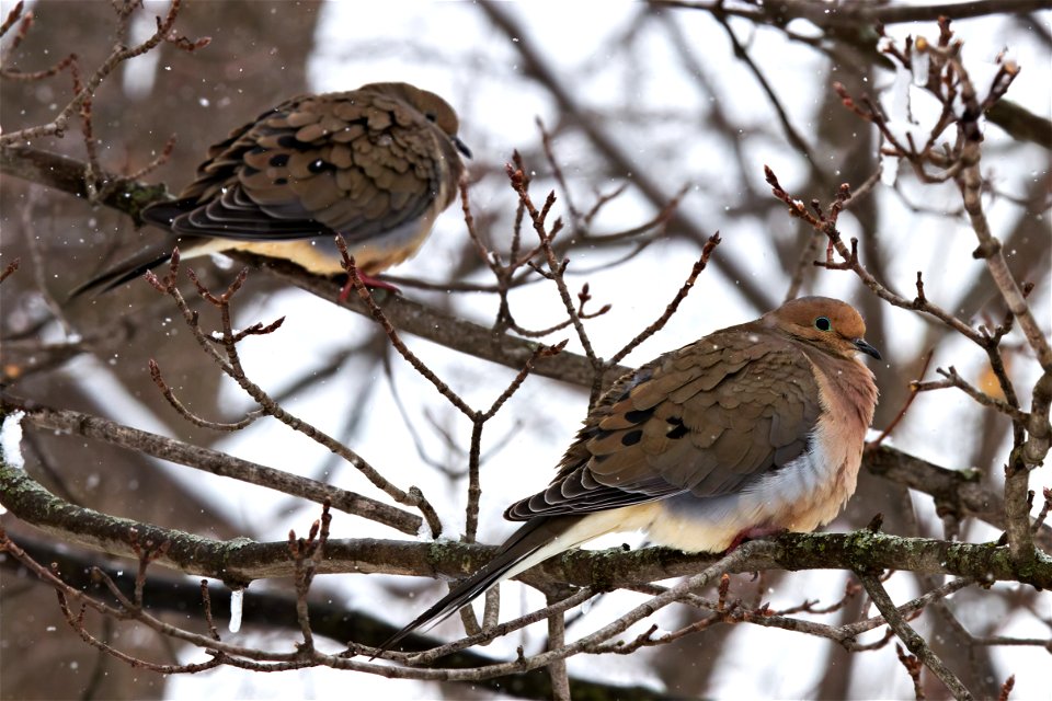 Two fluffy mourning doves