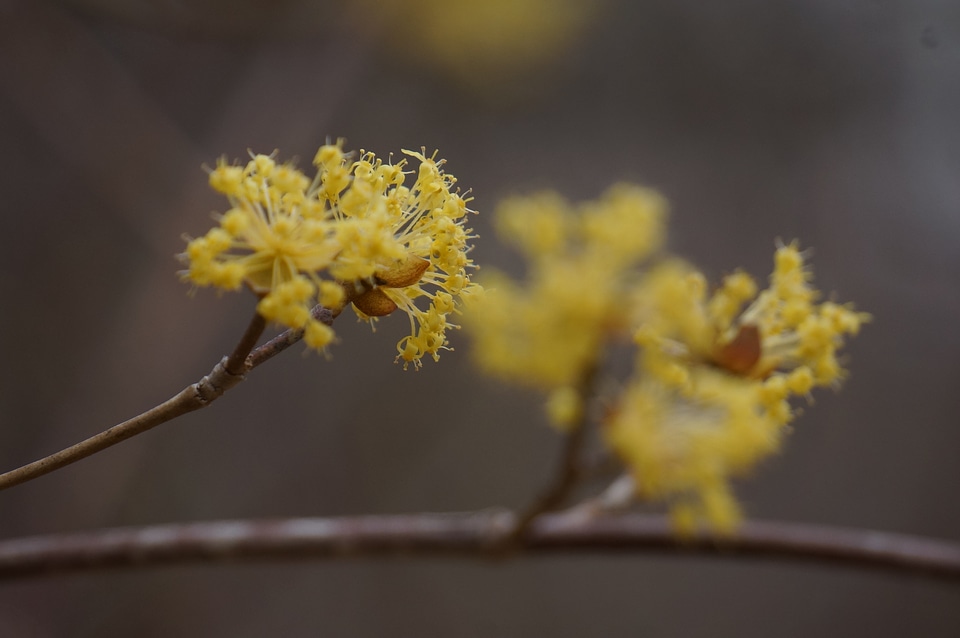 Tree and Flower - National Arboretum