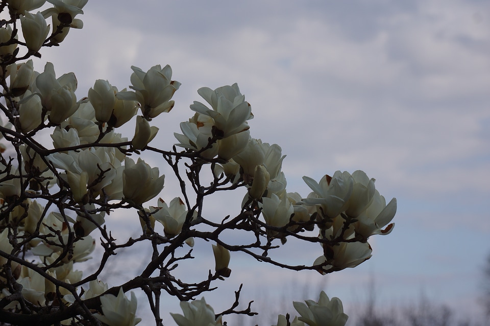 Tree and Flower - National Arboretum