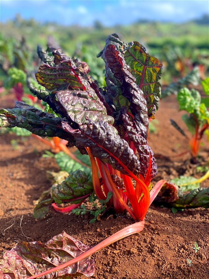 Organic Matter Matters