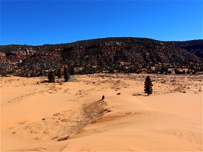 Coral Pink Sand Dunes in UT photo
